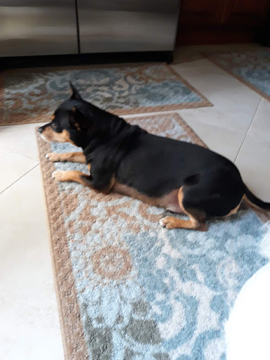 Pet Supply Store «PetSmart», reviews and photos, 7850 W Commercial Blvd, Lauderhill, FL 33351, USA