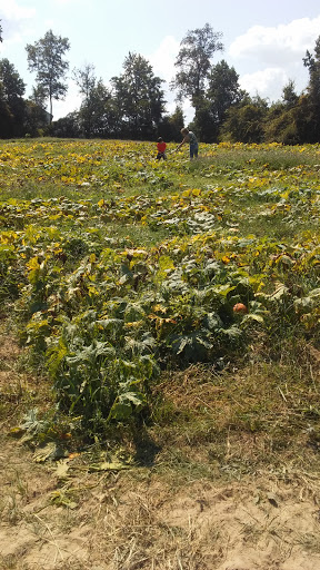 Tourist Attraction «Sugar Hill U-pick Farms», reviews and photos, 3595 Co Rd 59, Verbena, AL 36091, USA