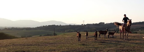 Ferme Equestre de la Colline à Saint-Romain-de-Surieu