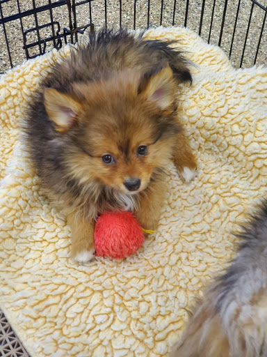 Pet Supply Store «Pet Ranch», reviews and photos, 3823 E 120th Ave, Denver, CO 80233, USA