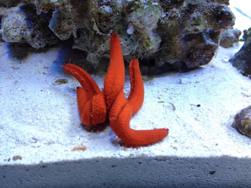 Tropical Fish Store «Fintastic Aquariums», reviews and photos, 3305 NW Main Ave, Jensen Beach, FL 34957, USA