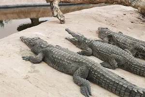Crocoloco Crocodile Farm image