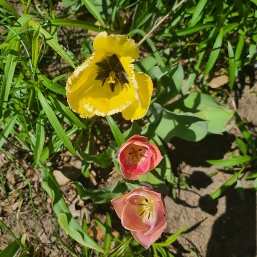 Health Food Store «Willimantic Food Co-Op», reviews and photos, 91 Valley St, Willimantic, CT 06226, USA