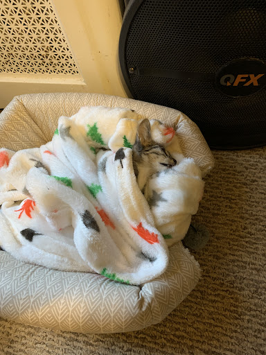 Pet Store «Pets Plus - Lansdale», reviews and photos, 555 S Broad St, Lansdale, PA 19446, USA