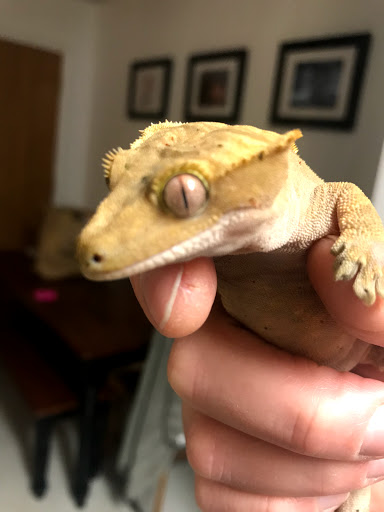 Pet Supply Store «Paws & Claws & Co», reviews and photos, 1801 E Market St, Warsaw, IN 46580, USA