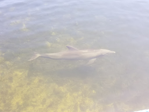 Recreation «Dolphins Plus Oceanside», reviews and photos, 31 Corinne Pl, Key Largo, FL 33037, USA