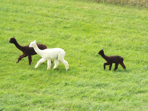 Boutique «Alpacas of the Heartland LLC», reviews and photos, 7016 County Rd 39, Fort Calhoun, NE 68023, USA