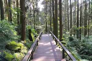 Fenqihu Cedar Boardwalk Trail image