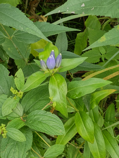 Park «Theodore Wirth Regional Park», reviews and photos, 1339 Theodore Wirth Pkwy, Golden Valley, MN 55422, USA