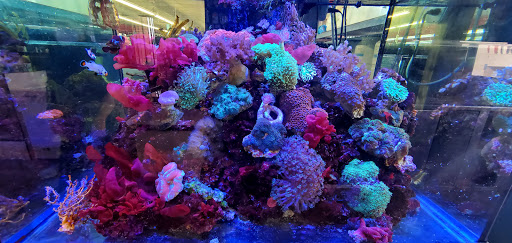 Tropical Fish Store «South Bay Aquarium», reviews and photos, 2021 W Redondo Beach Blvd A, Gardena, CA 90247, USA