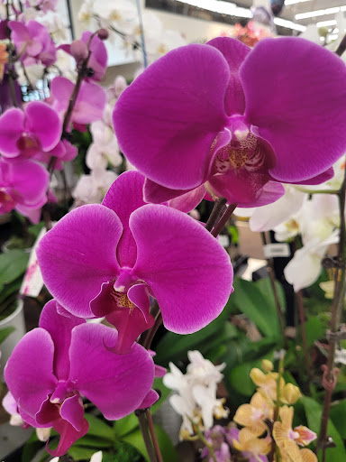 Supermarket «Stater Bros. Markets», reviews and photos, 1045 Bloomington Ave, Bloomington, CA 92316, USA