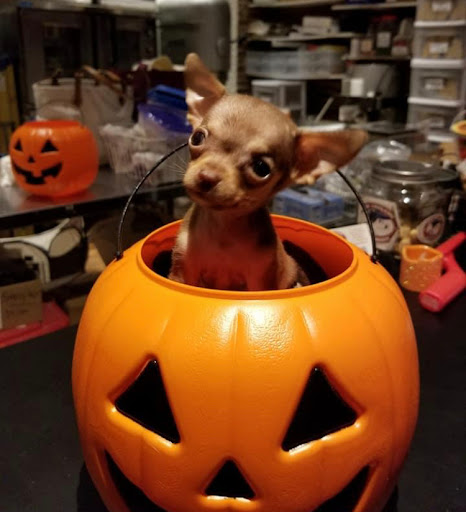 Pet Supply Store «New England Dog Biscuit Company», reviews and photos, 7 Central St, Salem, MA 01970, USA