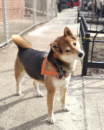 Woofs & Wags - Photo 5 - Car repair in Brooklyn, NY, New York