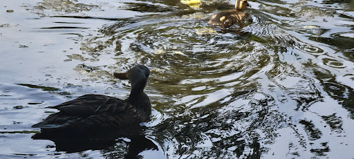 Golf Course «Eastmoreland Golf Course», reviews and photos, 2425 SE Bybee Blvd, Portland, OR 97202, USA