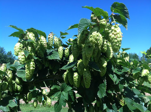 Brewery «Willow Rock Brewing Company», reviews and photos, 115 Game Rd, Syracuse, NY 13210, USA