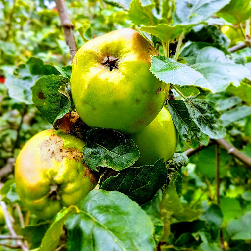 Rose Garden Orchard