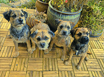 Tilted Kilt Border Terriers