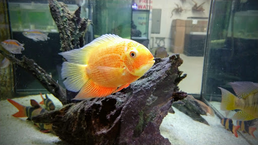 Tropical Fish Store «Fishy Business», reviews and photos, 140 S Ronald Reagan Blvd, Longwood, FL 32750, USA