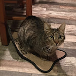 Photo n° 2 de l'avis de Corinne.a fait le 19/01/2023 à 01:01 pour Clinique vétérinaire des Capitelles à Olonzac