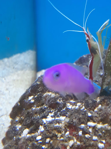 Pet Supply Store «Petco Animal Supplies», reviews and photos, 317 E Trenton Rd, Edinburg, TX 78539, USA