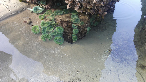 Tourist Attraction «Heceta Head Lighthouse», reviews and photos, 725 Summer St, Florence, OR 97439, USA