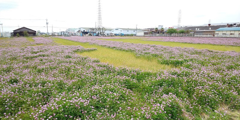 三島江レンゲの里