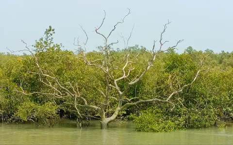 Sundarban Tiger Club - Sundarban Tour Package image