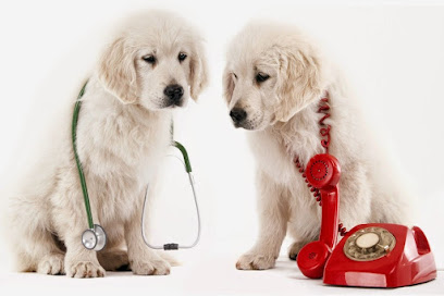 Onsite Veterinary Surgical Services | St. Petersburg - Clearwater - Tampa FL