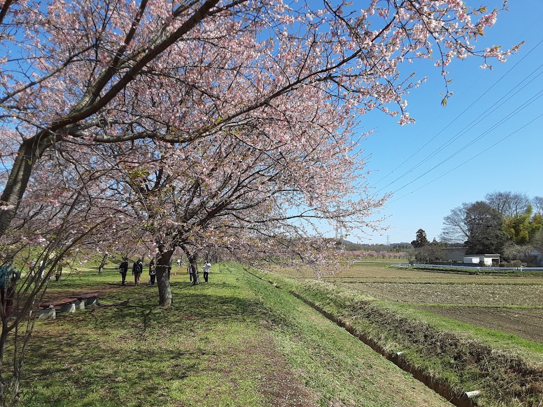 北浅羽桜堤公園駐車場