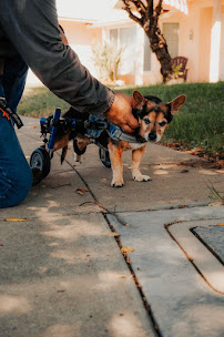 Liller Pest Control - Photo 2 - Car repair in , Fresno