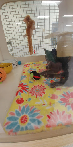 Pet Supply Store «Petco Animal Supplies», reviews and photos, 7680 Poplar Ave, Germantown, TN 38138, USA