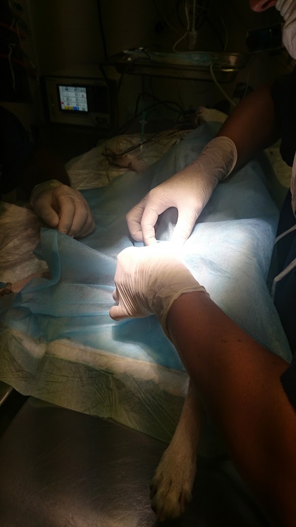 Imagen de Hospital Veterinario Atabal (4 de 4)