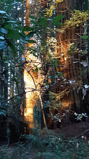 Nature Preserve «LandPaths Grove of Old Trees», reviews and photos, 17599 Fitzpatrick Ln, Occidental, CA 95465, USA