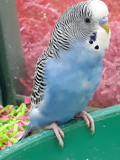 Pet Store «Petland Montgomery», reviews and photos, 7127 Eastchase Pkwy, Montgomery, AL 36117, USA