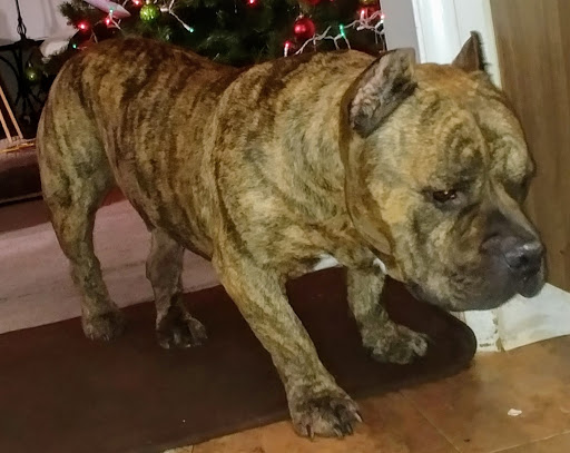 Pet Supply Store «Petco Animal Supplies», reviews and photos, 3577 S Rainbow Blvd, Las Vegas, NV 89103, USA