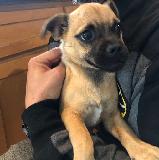 Pet Supply Store «Petco Animal Supplies», reviews and photos, 1150 Concord Ave #160, Concord, CA 94520, USA