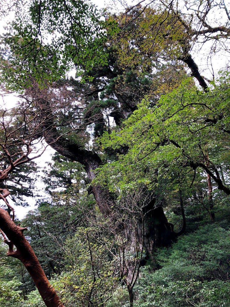 縄文杉 鹿児島県屋久島町宮之浦 観光名所 グルコミ