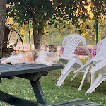 Photo n°4 de l'avis de Simone.a fait le 03/07/2022 à 16:36 sur le  Chiosco da Massimino à Cesenatico