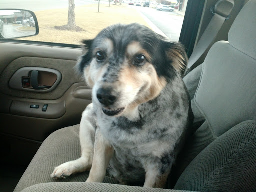 Pet Supply Store «Petsense Searcy», reviews and photos, 3450 E Race Ave, Searcy, AR 72143, USA