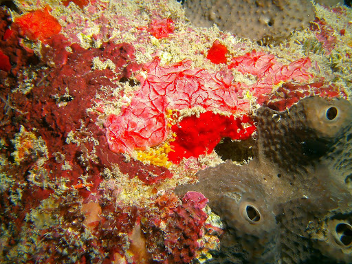 SCUBA Instructor «Anchor Bay Scuba Inc.», reviews and photos, 8655 Dixie Hwy, Fair Haven, MI 48023, USA