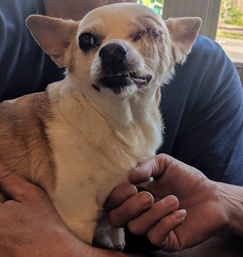 East Bay Pet Hospital image