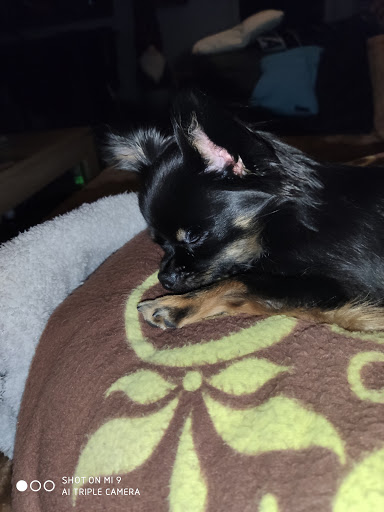 Hundesalon Nicki unter Neudrossenfeld, 