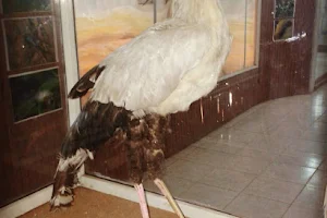 Sudan Natural History Museum image