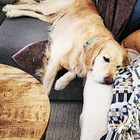 Pets Are Inn - Car repair in , Minneapolis - Rated 3.7/5