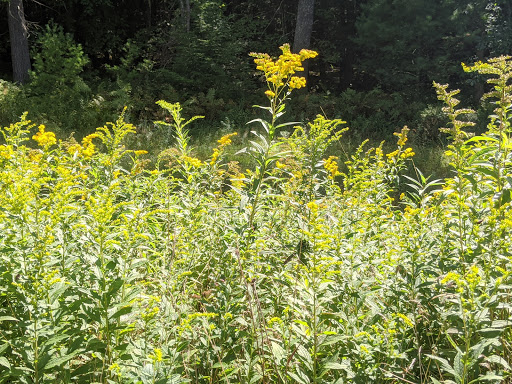 Museum «Dorflinger Glass Museum», reviews and photos, 37 Suydam Dr, White Mills, PA 18473, USA