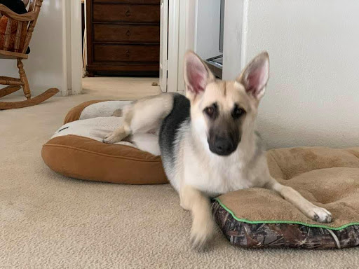 Insurance Agency «Embrace Pet Insurance», reviews and photos