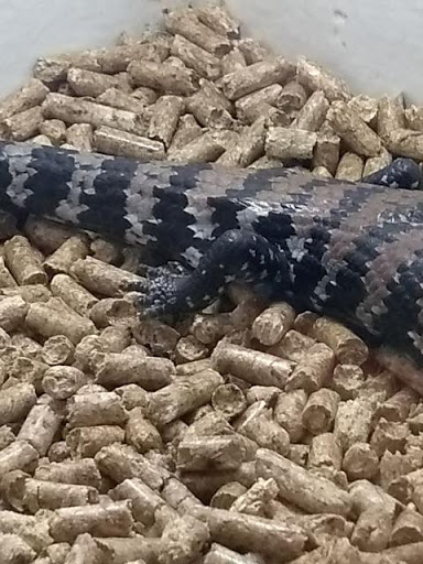 Reptile Store «Pet Palace», reviews and photos, 1442 N Hollenbeck Ave, Covina, CA 91722, USA