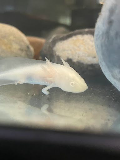 Pet Store «Birds & Beasts Pet Shop», reviews and photos, 35 Berkshire Dr # 18, Crystal Lake, IL 60014, USA