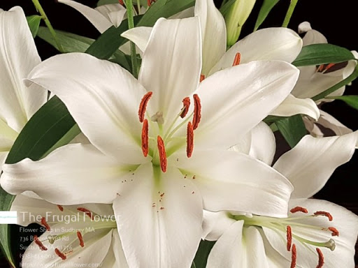 Florist «The Frugal Flower», reviews and photos, 736 Boston Post Rd, Sudbury, MA 01776, USA