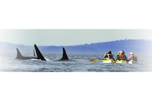 Sea Quest Kayak Tours image